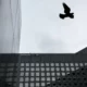 Bird flying above modern office building