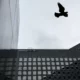 Building facade with a bird in flight.