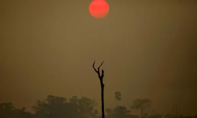 Red sun over hazy landscape with tree silhouette.