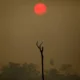 Red sun over hazy landscape with tree silhouette.